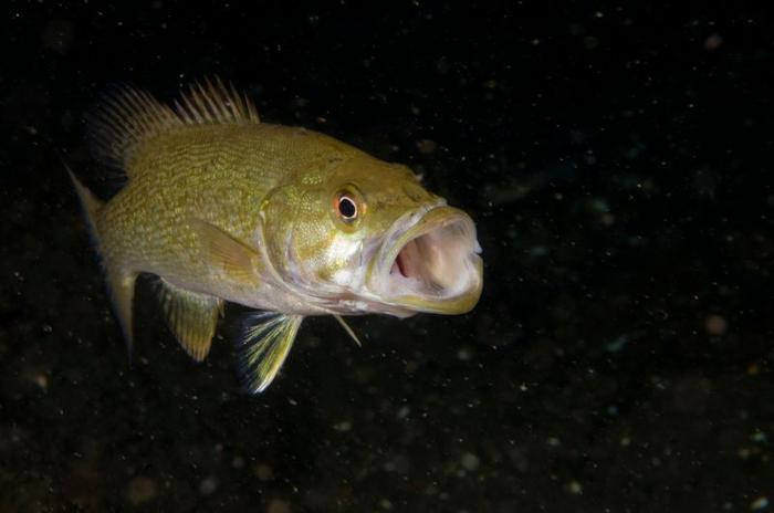 Smallmouth bass sott'acqua con la bocca spalancata