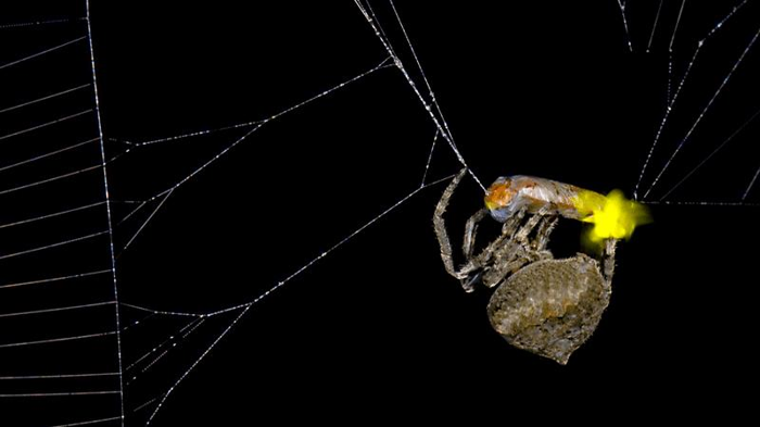 Ragno (Araneus ventricosus) che avvolge il lucciola maschio (Abscondita terminalis), mostrando lampeggiamenti visibili dalle sue lanterne