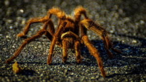 tarantula-migration-m.png