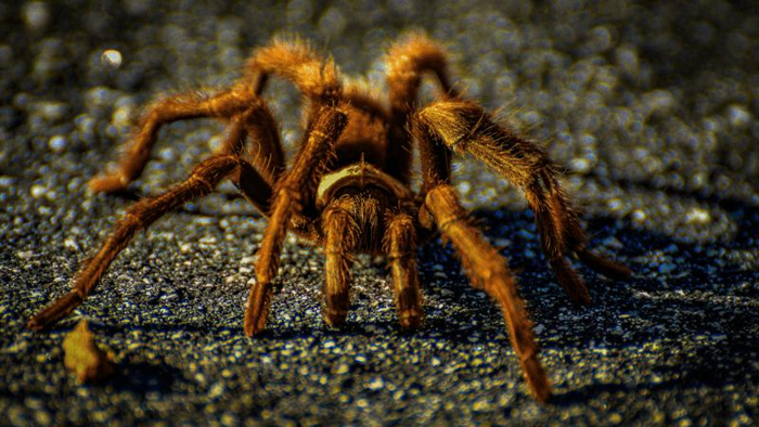 un ragno tarantola che attraversa la strada