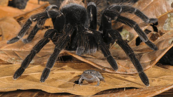 tarantulas-and-frogs-m.png