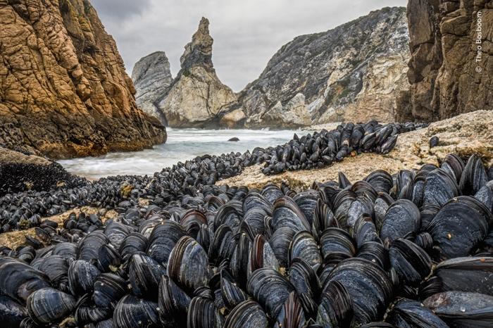 un gran numero di cozze unite su una spiaggia