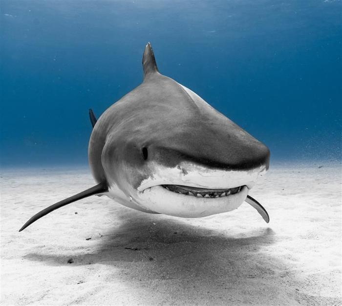 Una foto di uno squalo tigre che si avvicina alla telecamera. L'animale sta galleggiando su un fondale marino di sabbia bianca e c'è solo acqua limpida intorno.  