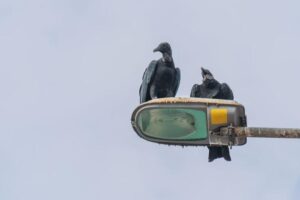 Due avvoltoi testa nera che riposano su un lampione