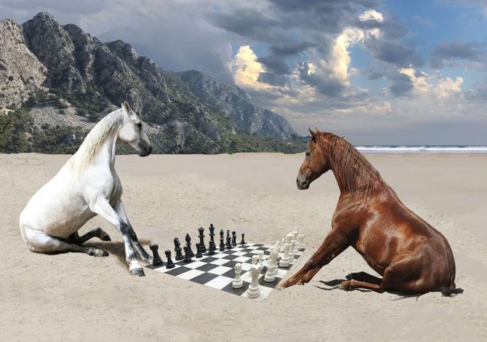 two-horses-playing-chess-on-a-beach-m.jpg