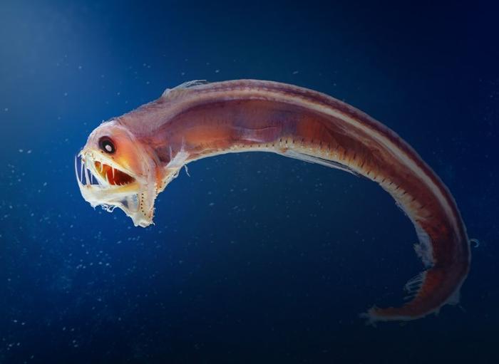 viperfish-m.jpg