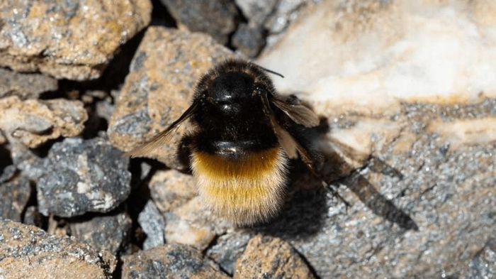 un'ape alpina che riposa su una roccia