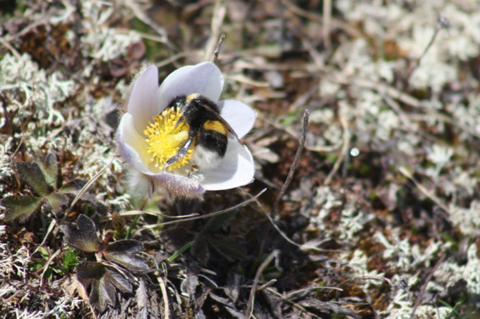 un bombo alpino che riposa su un fiore bianco