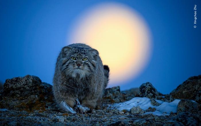 gatto di Pallas di fronte alla fotocamera su una montagna innevata contro la luna