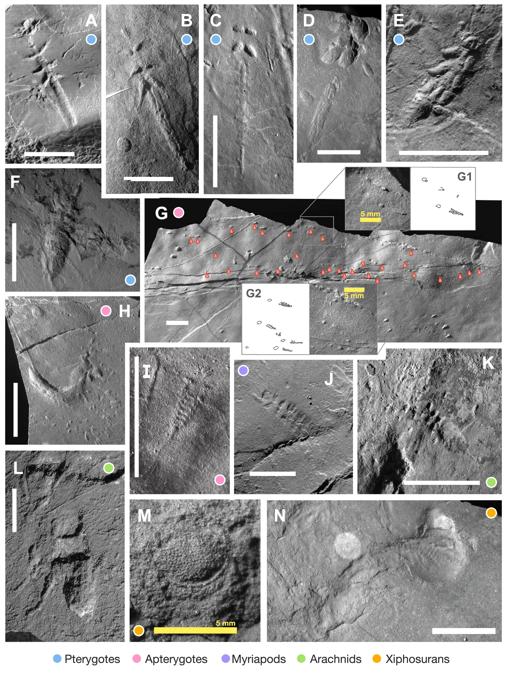 collage di immagini di fossili