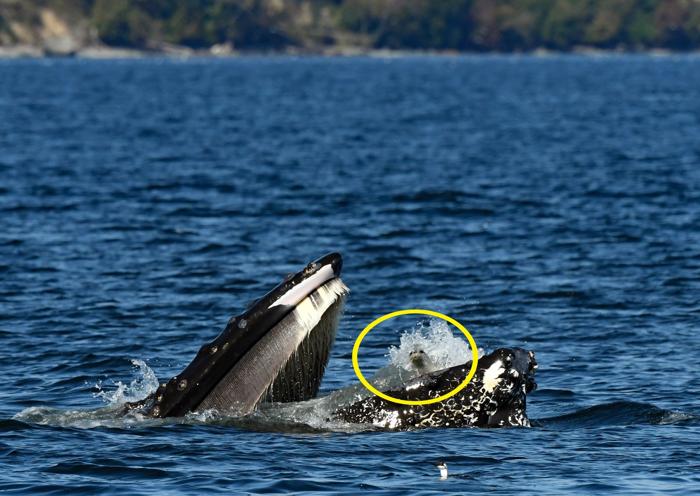 Una balena gobba con la bocca aperta con una foca dentro