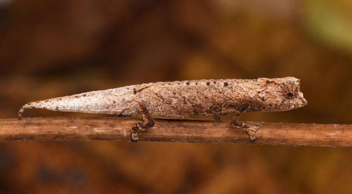 brookesia nofy piccolo camaleonte su un ramo