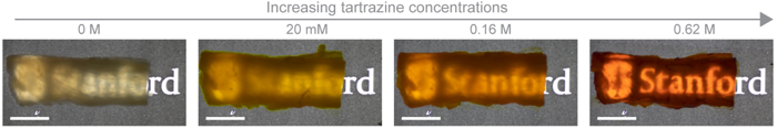 Fotografie che illustrano la differenza nella trasparenza del tessuto del petto di pollo dopo essere stato immerso in soluzioni di tartrazina con concentrazione crescente. Barre di scala: 1 cm.