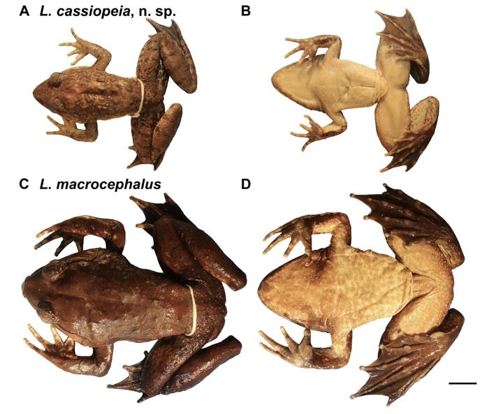 Confronto tra le due rane che sembrano estremamente simili ma L.macrocephalus è leggermente più grande.