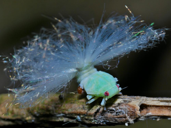 una ninfa di cicala che espelle cera dalla parte posteriore