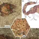 Fossile estremamente ben conservato di gambero scoperto in Giappone