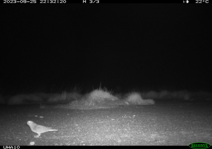 Un uccello che esce solo di notte in uno dei luoghi meno popolati sulla Terra è difficile da fotografare, ma questa trappola fotografica ne ha catturato uno.