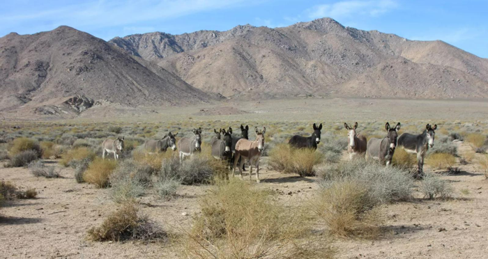 Un gruppo di asini invasivi nella valle di Butte, nord della California.