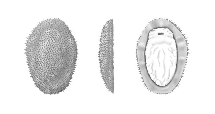 Ricostruzione artistica di Shishania aculeata come sarebbe apparsa in vita vista dall'alto, dal lato e dal basso (da sinistra a destra). Ricostruzione di M. Cawthorne.