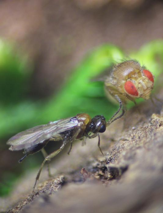 La piccola vespa nera Syntretus perlmani e la specie di mosca Drosophila melanogaster, il parassita e l'ospite.