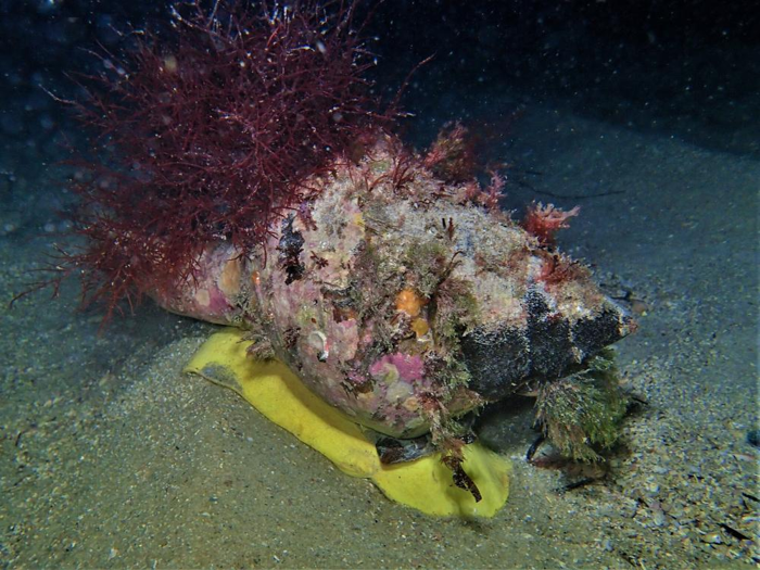 una lumaca trombetta australiana gigante con un piede giallo e un sacco di alghe sul suo guscio