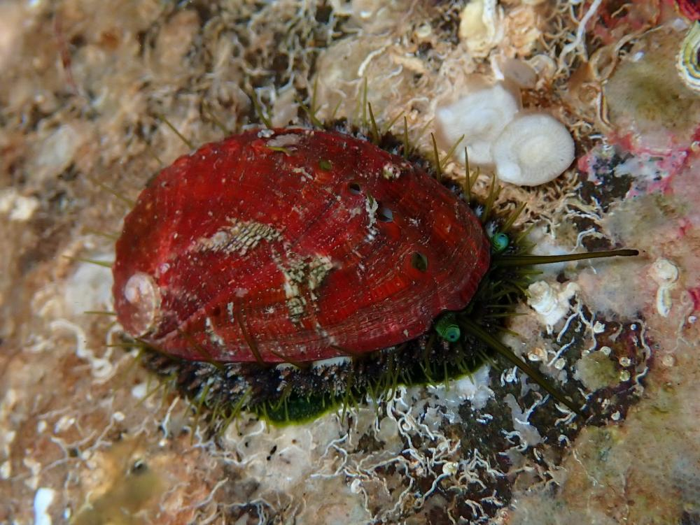 un abalone vivente che si arrampica lungo una roccia