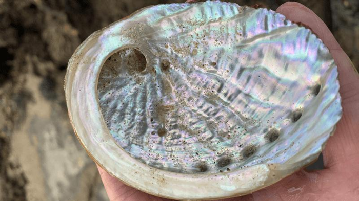 un guscio di abalone trovato sulla spiaggia con interno iridescente