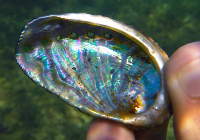 un guscio di abalone trovato in mare