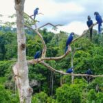 Scoperta scioccante: PFAS nella foresta amazzonica