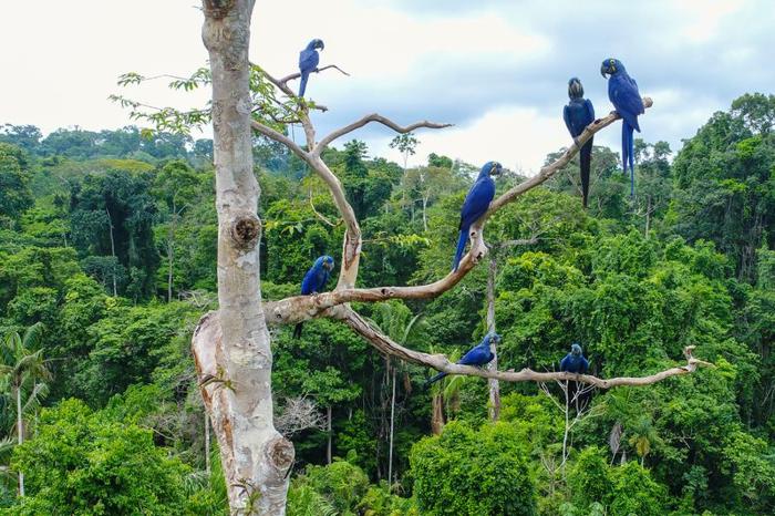 Foto aerea scattata con un drone di un gruppo di ara giacinto (Anodorhynchus hyacinthinus) nella volta di un albero in un'area della foresta amazzonica brasiliana.