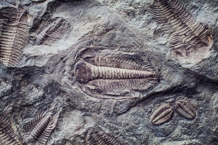 Una foto di diversi fossili di trilobiti all'interno dello stesso pezzo di roccia. La fotocamera ha inquadrato uno al centro dell'immagine, circondato da un altro esemplare in alto a destra, due molto più piccoli in basso a destra, una parte di uno in basso nell'immagine, due in basso a sinistra e altri due esempi parziali in alto a sinistra. L'esempio centrale mostra chiaramente la forma a chicco di caffè dell'animale estinto con le numerose linee che mostrano la sua forma segmentata.