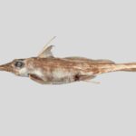 La scoperta del Pesce Spaventoso: Harriotta avia