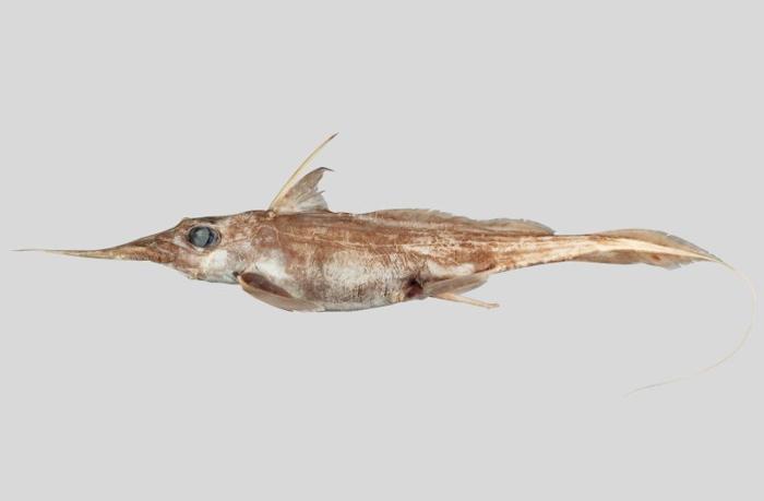 Il nuovo descritto Australasian Narrow-nosed Spookfish, Harriotta avia.