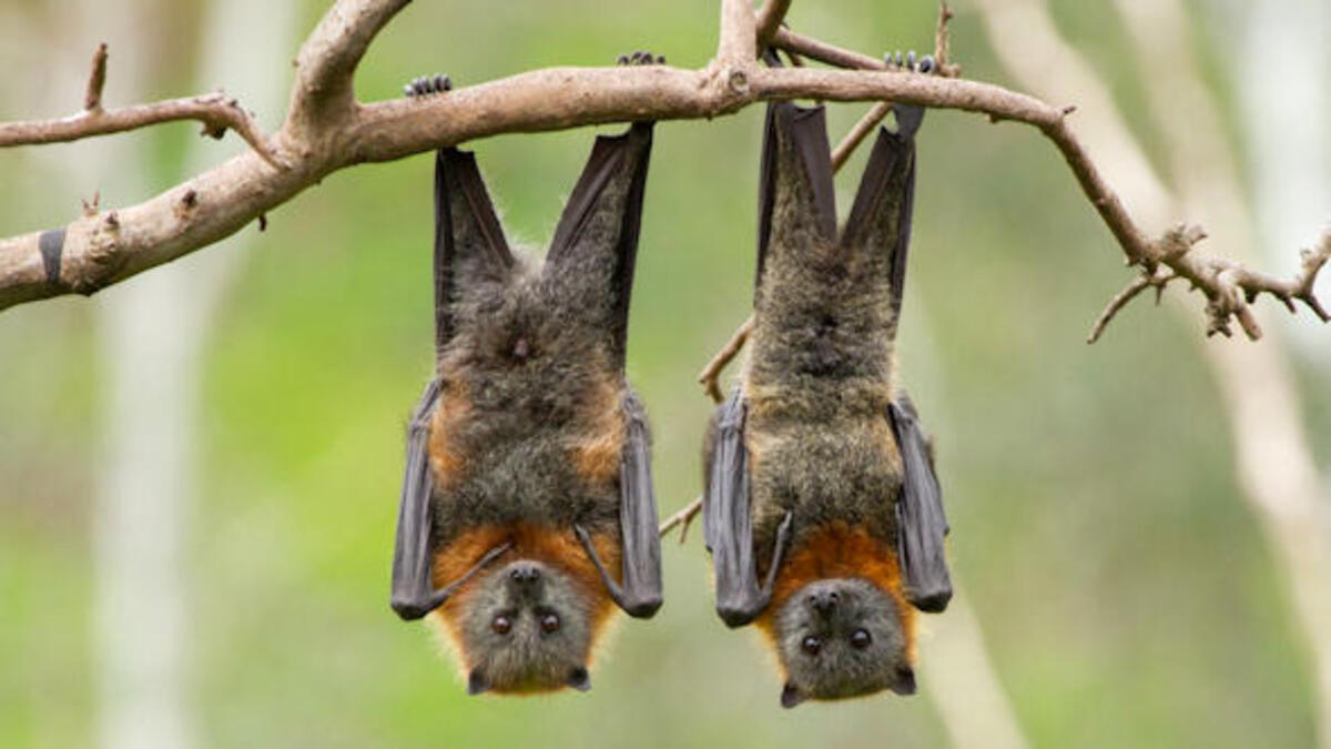 pipistrelli