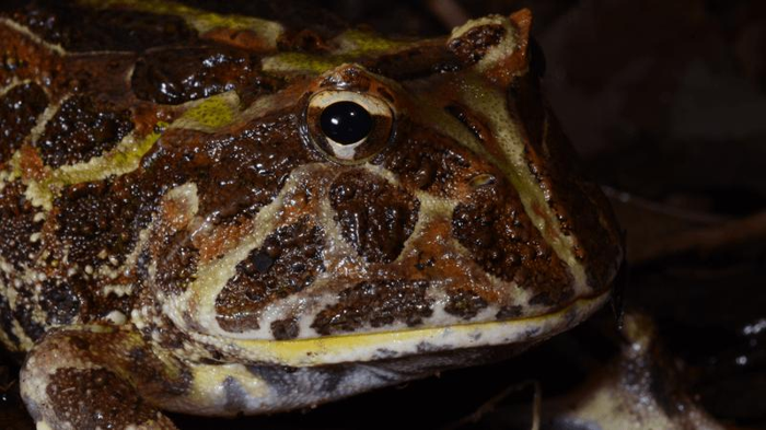 un primo piano di una rana cornuta ha chiazze marroni sulla pelle e gli occhi sporgono