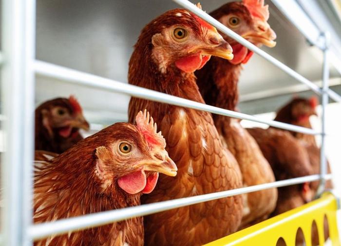 Foto in primo piano di alta qualità di galline Isa Brown in un allevamento avicolo.