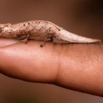 Scoperta di Brookesia nofy: il nuovo mini camaleonte del Madagascar