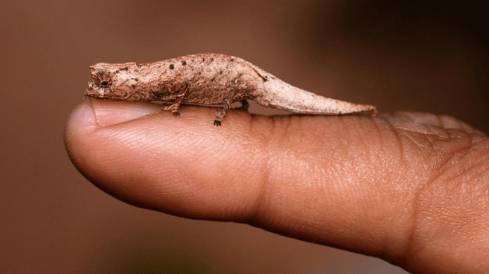 un piccolissimo camaleonte del colore delle foglie cadute che riposa su un dito umano