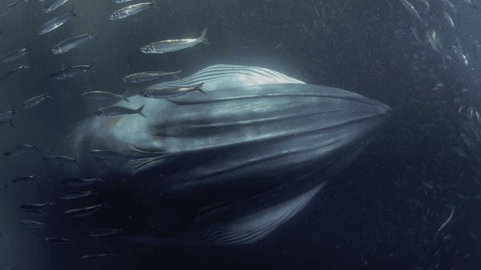 una balena di Bryde circondata da sardine