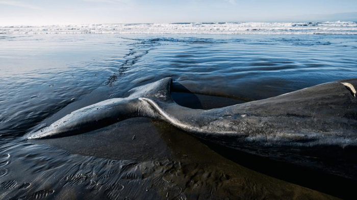 una carcassa di balena sulla spiaggia