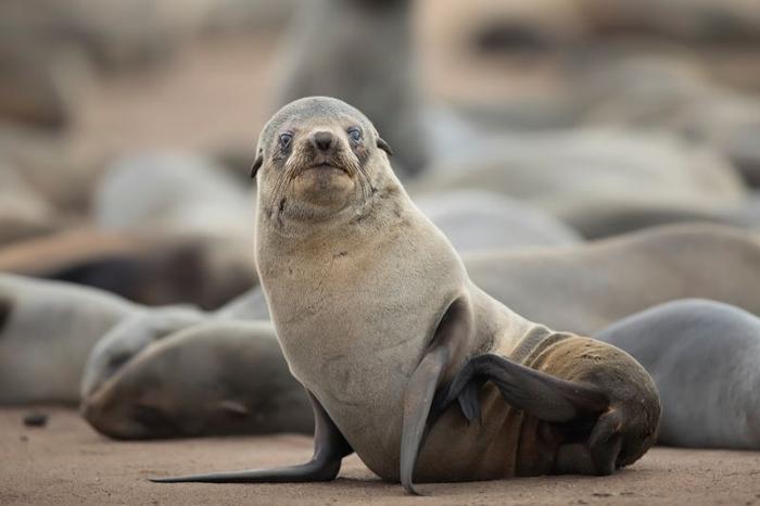 Cape Fur Seal seduto su una spiaggia guardando preoccupato la telecamera. Altri foche stanno dormendo dietro.