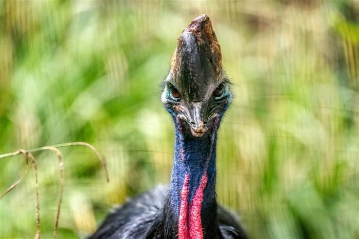 forte focus fotografia di un casuario del sud