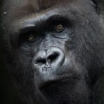 La Verità sui Genitali dei Gorilla: Forza, Dimensioni e Evoluzione