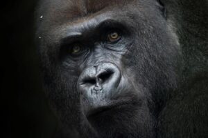 close-up-of-a-male-gorilla-s-face-m.jpg