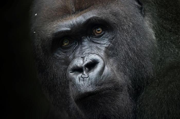 Primo piano del viso di un gorilla maschio