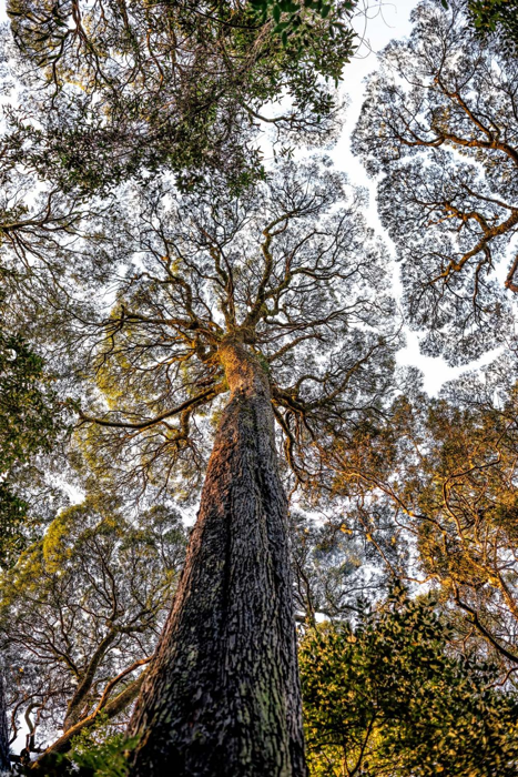 trees with branches not touching to create tree mosaicism in what's known as crown shyness