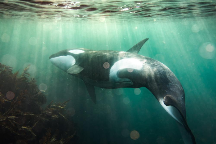 un'orca che nuota nei bassifondi vicino a qualche alga