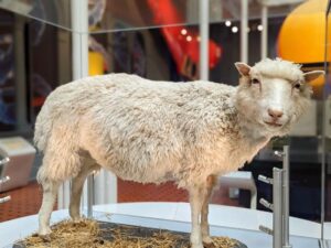 dolly the sheep on display at a museum