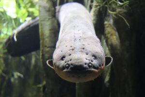 electric-eel-m.jpg