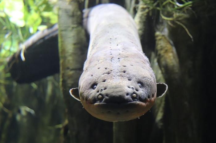 electric-eel-m.jpg